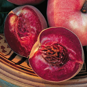 red-fleshed peaches