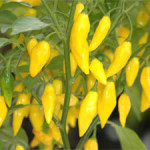 lemon drop chilli