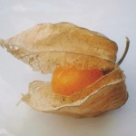 goldenberry