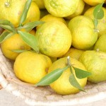 yuzu-ganache-3