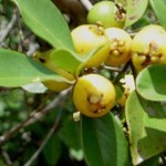 yellow cherry guava