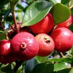 strawberry guava