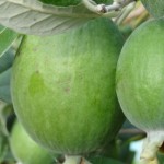 Feijoa_GALLERY_IMAGE_0