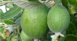 Feijoa_GALLERY_IMAGE_0