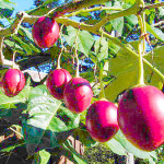 tamarillo_fruit